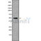 Western blot analysis SYT4 using HeLa whole cell lysates