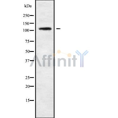 Western blot analysis of TBC1D2 using COLO205 whole cell lysates