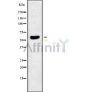 Western blot analysis of extracts from various samples, using TIGD2 Antibody.
 Lane 1: rat brain treated with blocking peptide.
 Lane 2: rat brain;
 Lane 3: 293;
 Lane 4: mouse brain;
 Lane 5: Hela;
 