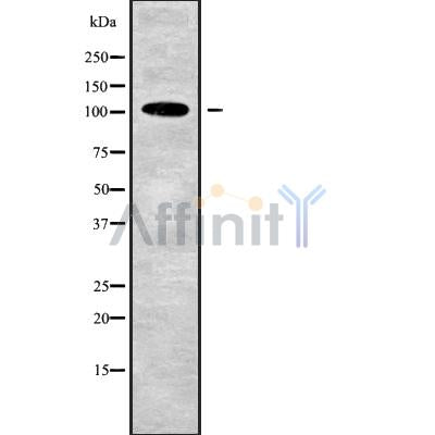 Western blot analysis of TJP3 using RAW264.7 whole cell lysates
