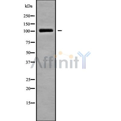 Western blot analysis of TRAK2 using LOVO whole cell lysates