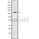 Western blot analysis of extracts from mouse brain, using TMC7 Antibody.