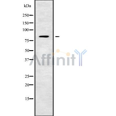 Western blot analysis of extracts from mouse brain, using TMC7 Antibody.