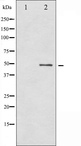 AF3166 at 1/200 staining Rat brain tissue sections by IHC-P. The tissue was formaldehyde fixed and a heat mediated antigen retrieval step in citrate buffer was performed. The tissue was then blocked and incubated with the antibody for 1.5 hours at 22¡ãC. An HRP conjugated goat anti-rabbit antibody was used as the secondary