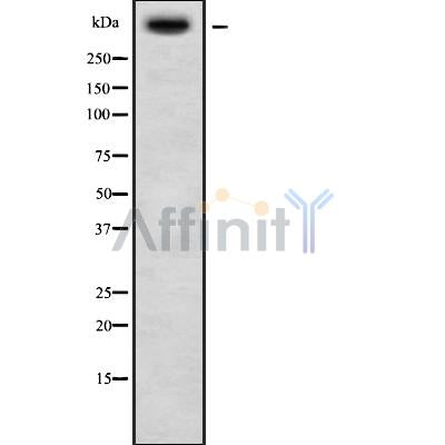 Western blot analysis USP34 using HT29 whole cell lysates