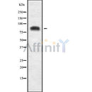 Western blot analysis of extracts from mouse muscle and mouse brain, using USP51 Antibody.