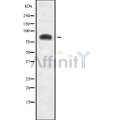 Western blot analysis of extracts from mouse muscle and mouse brain, using USP51 Antibody.
