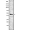 Western blot analysis of ARRDC2 using HeLa whole cell lysates