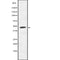 AF9026 at 1/100 staining Rat colon tissue by IHC-P. The sample was formaldehyde fixed and a heat mediated antigen retrieval step in citrate buffer was performed. The sample was then blocked and incubated with the antibody for 1.5 hours at 22¡ãC. An HRP conjugated goat anti-rabbit antibody was used as the secondary