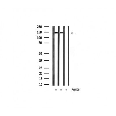 AF3173 staining 293 by IF/ICC. The sample were fixed with PFA and permeabilized in 0.1% Triton X-100,then blocked in 10% serum for 45 minutes at 25¡ãC. The primary antibody was diluted at 1/200 and incubated with the sample for 1 hour at 37¡ãC. An  Alexa Fluor 594 conjugated goat anti-rabbit IgG (H+L) Ab, diluted at 1/600, was used as the secondary antibod