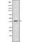AF9054 staining COLO205 by IF/ICC. The sample were fixed with PFA and permeabilized in 0.1% Triton X-100,then blocked in 10% serum for 45 minutes at 25¡ãC. The primary antibody was diluted at 1/200 and incubated with the sample for 1 hour at 37¡ãC. An  Alexa Fluor 594 conjugated goat anti-rabbit IgG (H+L) Ab, diluted at 1/600, was used as the secondary antibod