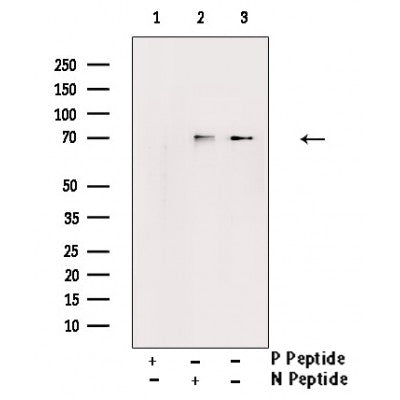 AF3174 staining 293 by IF/ICC. The sample were fixed with PFA and permeabilized in 0.1% Triton X-100,then blocked in 10% serum for 45 minutes at 25¡ãC. The primary antibody was diluted at 1/200 and incubated with the sample for 1 hour at 37¡ãC. An  Alexa Fluor 594 conjugated goat anti-rabbit IgG (H+L) Ab, diluted at 1/600, was used as the secondary antibod