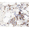 AF0207 at 1/100 staining human bone tissue sections by IHC-P. The tissue was   formaldehyde fixed and a heat mediated antigen retrieval step in citrate buffer was   performed. The tissue was then blocked and incubated with the antibody for 1.5 hours at 22  ¡ãC. An HRP conjugated goat anti-rabbit antibody was used as the secondary