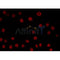 AF0207 staining HepG2 by IF/ICC. The sample were fixed with PFA and permeabilized in 0.1% Triton X-100,then blocked in 10% serum for 45 minutes at 25¡ãC. The primary antibody was diluted at 1/200 and incubated with the sample for 1 hour at 37¡ãC. An  Alexa Fluor 594 conjugated goat anti-rabbit IgG (H+L) Ab, diluted at 1/600, was used as the secondary antibod