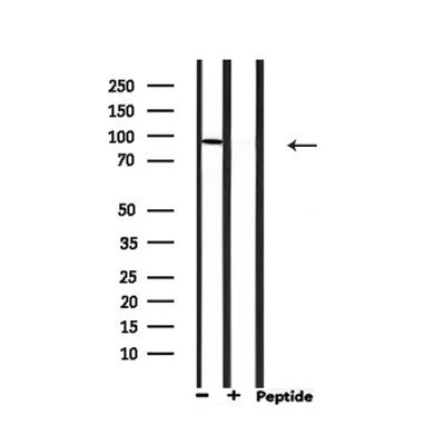 Western blot analysis of extracts from 293, using MCM5 Antibody.