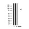 Western blot analysis of extracts from HepG2, using MCM5 Antibody.