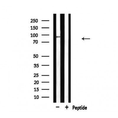 Western blot analysis of extracts from HepG2, using MCM5 Antibody.