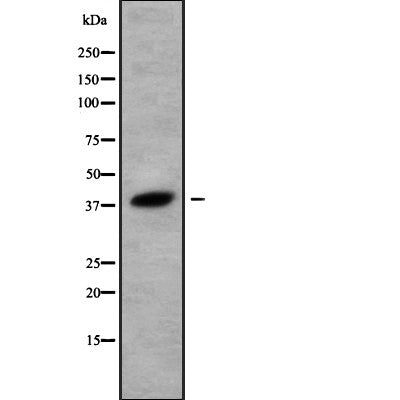 AF9143 staining 293 by IF/ICC. The sample were fixed with PFA and permeabilized in 0.1% Triton X-100,then blocked in 10% serum for 45 minutes at 25¡ãC. The primary antibody was diluted at 1/200 and incubated with the sample for 1 hour at 37¡ãC. An  Alexa Fluor 594 conjugated goat anti-rabbit IgG (H+L) Ab, diluted at 1/600, was used as the secondary antibod