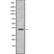Western blot analysis of extracts from mouse brain, using Olfactory receptor 5AP2 Antibody.