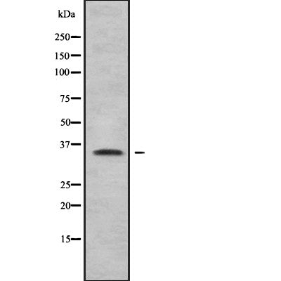 Western blot analysis of extracts from mouse brain, using Olfactory receptor 5AP2 Antibody.