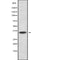 Western blot analysis Olfactory receptor 5B12 using A549 whole cell lysates