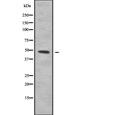 Western blot analysis OMG using HepG2 whole cell lysates