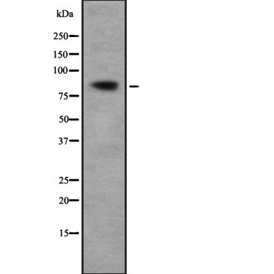 Western blot analysis Oxr1 using HepG2 whole cell lysates