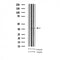 AF3183 staining HeLa by IF/ICC. The sample were fixed with PFA and permeabilized in 0.1% Triton X-100,then blocked in 10% serum for 45 minutes at 25¡ãC. The primary antibody was diluted at 1/200 and incubated with the sample for 1 hour at 37¡ãC. An  Alexa Fluor 594 conjugated goat anti-rabbit IgG (H+L) Ab, diluted at 1/600, was used as the secondary antibod