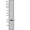 AF9163 staining Hela by IF/ICC. The sample were fixed with PFA and permeabilized in 0.1% Triton X-100,then blocked in 10% serum for 45 minutes at 25¡ãC. The primary antibody was diluted at 1/200 and incubated with the sample for 1 hour at 37¡ãC. An  Alexa Fluor 594 conjugated goat anti-rabbit IgG (H+L) Ab, diluted at 1/600, was used as the secondary antibod