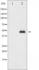 AF3185 staining K562 by IF/ICC. The sample were fixed with PFA and permeabilized in 0.1% Triton X-100,then blocked in 10% serum for 45 minutes at 25¡ãC. The primary antibody was diluted at 1/200 and incubated with the sample for 1 hour at 37¡ãC. An  Alexa Fluor 594 conjugated goat anti-rabbit IgG (H+L) Ab, diluted at 1/600, was used as the secondary antibod