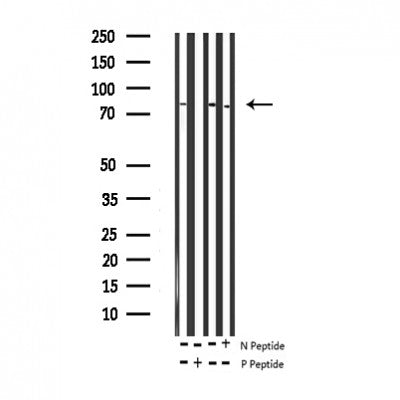 AF3186 staining NIH-3T3 cells by IF/ICC. The sample were fixed with PFA and permeabilized in 0.1% Triton X-100,then blocked in 10% serum for 45 minutes at 25¡ãC. The primary antibody was diluted at 1/200 and incubated with the sample for 1 hour at 37¡ãC. An  Alexa Fluor 594 conjugated goat anti-rabbit IgG (H+L) antibody(Cat.