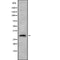 Western blot analysis of Rim4 using HeLa whole cell lysates