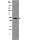 AF9211 staining RAW264.7 by IF/ICC. The sample were fixed with PFA and permeabilized in 0.1% Triton X-100,then blocked in 10% serum for 45 minutes at 25¡ãC. The primary antibody was diluted at 1/200 and incubated with the sample for 1 hour at 37¡ãC. An  Alexa Fluor 594 conjugated goat anti-rabbit IgG (H+L) Ab, diluted at 1/600, was used as the secondary antibod