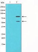 Western blot analysis on COS7 cell lysate using MDM2 Antibody. The lane on the left is treated with the antigen-specific peptide.