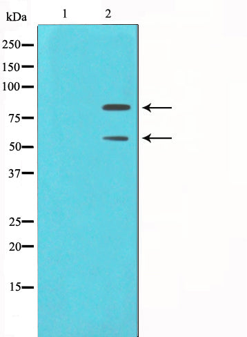 Western blot analysis on COS7 cell lysate using MDM2 Antibody. The lane on the left is treated with the antigen-specific peptide.