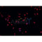 AF0208 staining U-2 OS cells by IF/ICC. The sample were fixed with PFA and permeabilized in 0.1% Triton X-100,then blocked in 10% serum for 45 minutes at 25¡ãC. The primary antibody was diluted at 1/200 and incubated with the sample for 1 hour at 37¡ãC. An  Alexa Fluor 594 conjugated goat anti-rabbit IgG (H+L) antibody(Cat.