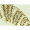 AF0208 at 1/100 staining Mouse colon tissue by IHC-P. The sample was formaldehyde fixed and a heat mediated antigen retrieval step in citrate buffer was performed. The sample was then blocked and incubated with the antibody for 1.5 hours at 22¡ãC. An HRP conjugated goat anti-rabbit antibody was used as the secondary