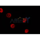 AF0208 staining COS7 by IF/ICC. The sample were fixed with PFA and permeabilized in 0.1% Triton X-100,then blocked in 10% serum for 45 minutes at 25¡ãC. The primary antibody was diluted at 1/200 and incubated with the sample for 1 hour at 37¡ãC. An  Alexa Fluor 594 conjugated goat anti-rabbit IgG (H+L) Ab, diluted at 1/600, was used as the secondary antibod