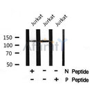 AF8002 staining 293 by IF/ICC. The sample were fixed with PFA and permeabilized in 0.1% Triton X-100,then blocked in 10% serum for 45 minutes at 25¡ãC. The primary antibody was diluted at 1/200 and incubated with the sample for 1 hour at 37¡ãC. An  Alexa Fluor 594 conjugated goat anti-rabbit IgG (H+L) Ab, diluted at 1/600, was used as the secondary antibod