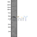 DF8261 staining  NIH-3T3 cells by IF/ICC. The sample were fixed with PFA and permeabilized in 0.1% Triton X-100,then blocked in 10% serum for 45 minutes at 25¡ãC. The primary antibody was diluted at 1/200 and incubated with the sample for 1 hour at 37¡ãC. An  Alexa Fluor 594 conjugated goat anti-rabbit IgG (H+L) antibody(Cat.