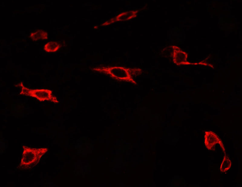 TLR4 Ab staining U-2 OS cells by IF/ICC.The secondary antibody (red) was Alexa Fluor? 594 goat anti-rabbit IgG (H+L)(