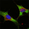 Confocal immunofluorescence analysis of NTERA-2 cells using LIN28 mouse mAb (green). 
Blue: DRAQ5 fluorescent DNA dye.
Green: Goat Anti-Mouse IgG(H+L) FITC –conjugated