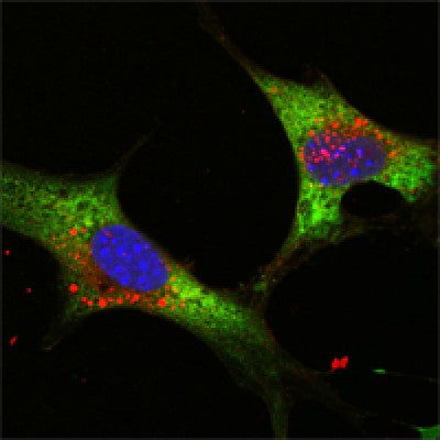 Confocal immunofluorescence analysis of NTERA-2 cells using LIN28 mouse mAb (green). 
Blue: DRAQ5 fluorescent DNA dye.
Green: Goat Anti-Mouse IgG(H+L) FITC –conjugated