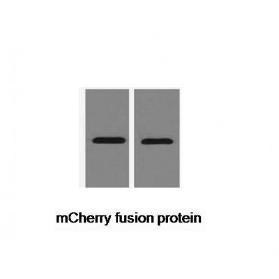 Western blot analysis of mCherry-Tag Mouse Monoclonal antibody expression in mCherry fusion protein
 sample