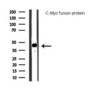 Western blot analysis of C-Myc fusion protein, using C-MYC-tag Antibody.