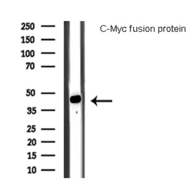 Western blot analysis of C-Myc fusion protein, using C-MYC-tag Antibody.