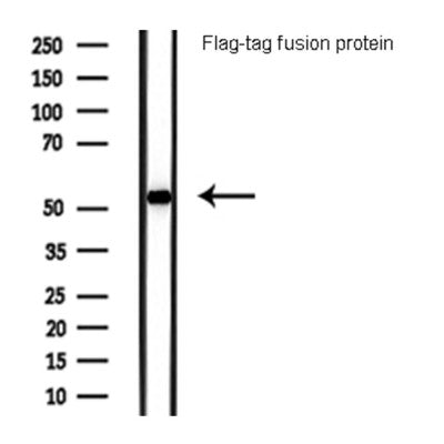 Western blot analysis of  Flag-tag fusion protein, using Flag-Tag Antibody.