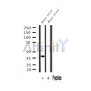 Western blot analysis of NDEL1 expression in Mouse brain lysate