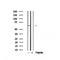 Western blot analysis of extracts from Hela, using Phospho-P62/SQSTM1?S28?Antibody.