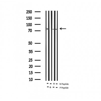 AF3196 staining NIH-3T3 by IF/ICC. The sample were fixed with PFA and permeabilized in 0.1% Triton X-100,then blocked in 10% serum for 45 minutes at 25¡ãC. The primary antibody was diluted at 1/200 and incubated with the sample for 1 hour at 37¡ãC. An  Alexa Fluor 594 conjugated goat anti-rabbit IgG (H+L) Ab, diluted at 1/600, was used as the secondary antibod